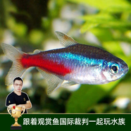 云峰海瑞 熱帶魚 觀賞魚燈科魚 觀賞魚小型淡水魚草缸群游 熱帶魚活體 紅綠燈1-1.2cm  8+2備損 共10條