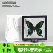 蝴蝶標(biāo)本真相框擺件蝴蝶裝飾展翅生日禮物昆蟲標(biāo)本框動物教學(xué)標(biāo)本 小號黑色展示框+臺座【送禮品袋+賀卡】