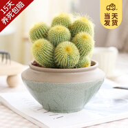 開(kāi)時(shí)果 多頭金冠多肉植物帶盆 金絲猴仙人球掌盆栽花卉肉肉老樁綠植盆景 多頭金絲猴+哥窯拼接瓷盆