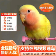 若宸智慧農(nóng)業(yè)鸚鵡活體養(yǎng)殖基地直發(fā)健康活潑可愛 黃桃一對一公一母