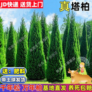 塔柏樹(shù)苗墓地松掃墓墳?zāi)沟貕炃扒迕鞴?jié)柏樹(shù)樹(shù)苗松柏樹(shù)苗帶泥土常青 1.3-1.4米高（送肥料）熱銷 壯苗（養(yǎng)死包賠）