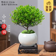 開時(shí)果 小葉赤楠盆景擺件 辦公室桌面綠植花卉好養(yǎng)盆栽植物源頭直發(fā)包郵 灰白圓陶盆+苔蘚+底座