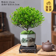 開時果 小葉赤楠盆景擺件 辦公室桌面綠植花卉好養(yǎng)盆栽植物源頭直發(fā)包郵 山水陶瓷盆+苔蘚+底座