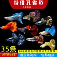 森悠（SARYOR）孔雀魚純種觀賞魚小型淡水好養(yǎng)熱帶魚活體斑馬金魚鳳尾魚繁殖 雜袍孔雀魚30條+5條備損