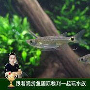 云峰海瑞 熱帶魚(yú) 觀(guān)賞魚(yú)燈科魚(yú) 觀(guān)賞魚(yú)小型淡水魚(yú)草缸群游 熱帶魚(yú)活體 龍須燈5條+1備損（專(zhuān)業(yè)除油膜）