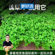 云峰海瑞水草活體懶人草魚缸造景活體水草套餐魚缸水草有莖類中后景真水草 【好養(yǎng)易活】草坪專用爬地矮珍珠網(wǎng)片8*8cm