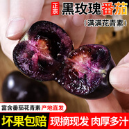 畫垂簾黑珍珠小番茄新鮮黑色即食柿子圣女果5斤紫色小西紅柿櫻桃黑 不一樣的番茄，不一樣的美味 500g 1斤 試吃嘗鮮