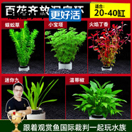 云峰海瑞水草活體懶人草魚缸造景活體水草套餐魚缸水草有莖類中后景真水草 新手加強(qiáng)版【百花齊放凈水石】20-40cm套餐