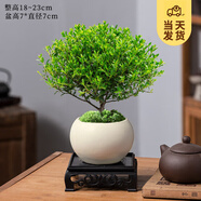 開(kāi)時(shí)果 小葉赤楠盆景擺件 辦公室桌面綠植花卉好養(yǎng)盆栽植物源頭直發(fā)包郵 白玉圓陶盆+苔蘚+底座