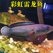 奇遇魚 觀賞七星魚彩虹雷龍魚耐養(yǎng)冷水魚淡水魚活體兇猛紅月珍珠 彩虹雷龍魚8-12cm 1對(duì)+飼料