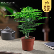 開時果 文竹盆栽桌面擺件盆景 辦公室植物竹子水培綠植盆景源頭直發(fā)包郵 精品文竹+原生盆