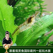云峰海瑞黑殼蝦清潔蝦觀賞蝦 魚(yú)缸水族箱水草缸清潔除藻淡水 【清潔大師】黑殼蝦20+10備損