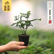 開時(shí)果 各類小盆栽綠植素材苗 小葉赤楠造景微景觀植物盆景源頭直發(fā)包郵 小葉紫檀（小苗）