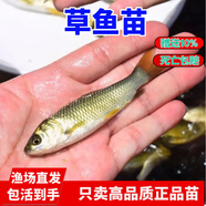 草魚魚苗活體淡水養(yǎng)殖食用吃草皖半斤一斤魚苗批發(fā)活體脆皖魚草混子 以吃草13-16cm草魚苗100條（送10%路損）