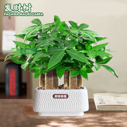 雙盟植物室內(nèi)綠植盆栽花卉擺件三桿發(fā)財(cái)樹(shù)室內(nèi)招財(cái)納福膠盆源頭直發(fā)