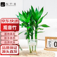 九千谷觀(guān)音竹水培富貴竹植物轉運竹開(kāi)運竹招財竹3支塑料杯源頭直發(fā)