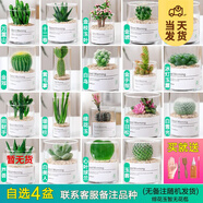 開時(shí)果 多肉植物仙人球仙人掌小盆栽桌面植物 肉肉組合辦公室內(nèi)綠植花卉 【4盆自選】組合多肉植物