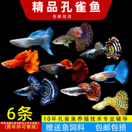 森悠（SARYOR）孔雀魚純種觀賞魚小型淡水好養(yǎng)熱帶魚活體斑馬金魚鳳尾魚繁殖 精品孔雀魚5條+1條備損