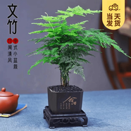 開時(shí)果 文竹盆栽桌面擺件盆景 辦公室植物竹子水培綠植盆景源頭直發(fā)包郵 舍得塑料盆+黑石+底座