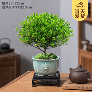 開(kāi)時(shí)果 小葉赤楠盆景擺件 辦公室桌面綠植花卉好養盆栽植物源頭直發(fā)包郵 青獅陶瓷盆+苔蘚+底座