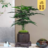開時果 文竹盆栽桌面擺件盆景 辦公室植物竹子水培綠植盆景源頭直發(fā)包郵 【DY同款】悟字紫砂盆+苔蘚+底座