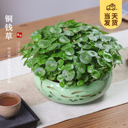 開時果 銅錢草水培盆栽帶葉發(fā)貨 綠植物水生金錢草桌面盆景源頭直發(fā)包郵 【約300-400棵】8寸游魚荷花瓷盆 【精品銅錢草-帶葉子】