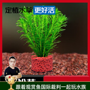 云峰海瑞水草活體懶人草魚缸造景活體水草套餐魚缸水草有莖類中后景真水草 【好養(yǎng)易活】蜈蚣草凈水石1份