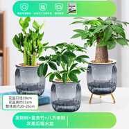 綠有意綠植盆栽桌面水培綠植辦公室植物懶人好養(yǎng)盆景水養(yǎng)植物 【聚財(cái)套餐】發(fā)財(cái)+富貴竹+八方來財(cái) 含盆