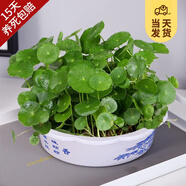 開時果 銅錢草水培盆栽帶葉發(fā)貨 綠植物水生金錢草桌面盆景源頭直發(fā)包郵 【約200-300棵】青花塑料盆 【精品銅錢草-帶葉子】