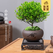開時果 小葉赤楠盆景擺件 辦公室桌面綠植花卉好養(yǎng)盆栽植物源頭直發(fā)包郵 【推薦款】舍得紫砂盆+苔蘚+底座