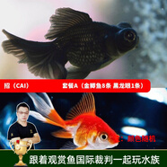 云峰海瑞觀賞金魚 冷水魚 觀賞魚金魚 活體魚 淡水魚小金魚活魚錦鯉魚 招（cai）財(cái)套餐A 共9條