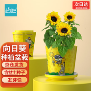 IAM City Farmer向日葵種子迷你盆栽綠植幼兒園diy兒童種植花卉根系生長觀察10029