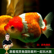 云峰海瑞觀賞金魚 冷水魚 觀賞魚金魚 活體魚 淡水魚小金魚活魚錦鯉魚 蘭壽4-6厘米4條（顏色隨機）