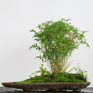 御春閣40顆裝陽(yáng)臺盆栽竹子 觀(guān)賞竹 小竹苗 米竹擺放綠植盆栽花卉 不含盆 米竹10棵裝（帶土球）