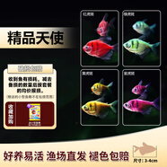 卡奇魚 斑馬魚 淡水魚 觀賞魚 小型觀賞魚 熱帶魚 蝶翼斑馬熒光好養(yǎng)易活 天使虎虎生威（4種顏色各1條）