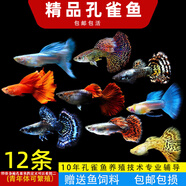 森悠（SARYOR）孔雀魚純種觀賞魚小型淡水好養(yǎng)熱帶魚活體斑馬金魚鳳尾魚繁殖 精品孔雀魚10條+2條備損