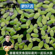美人霧 浮萍水草活體植物莫絲莫斯水草 真水草魚缸造景 凈化水質(zhì) 芝麻萍約20顆