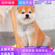 純種柴犬活體寵物狗狗-雙血統(tǒng)日本豆柴狗-黃色黑色赤柴犬萌寵活體 賽級 公