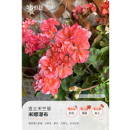 虹越（HONGYUE）天竺葵盆栽苗 洋繡球花苗多年生草本花卉 天陽(yáng)臺(tái)窗臺(tái)觀賞花苗 （直立）米娜瀑布 12cm簡(jiǎn)易盆