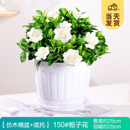 開(kāi)時(shí)果 梔子花盆栽濃香型四季開(kāi)花卉 陽(yáng)臺(tái)花卉好養(yǎng)綠植物源頭直發(fā)包郵 仿木桶盆+底托【150#梔子花】