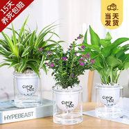 開時果 綠植盆栽桌面水培綠植 辦公室植物懶人盆景水養(yǎng)植物源頭直發(fā)包郵 滿天星+綠蘿+吊蘭