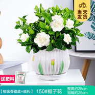 開時果 梔子花盆栽濃香型四季開花卉 陽臺花卉好養(yǎng)綠植物源頭直發(fā)包郵 郁金香瓷盆+底托【150#梔子花】