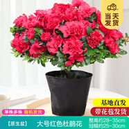 開(kāi)時(shí)果 杜鵑花盆栽帶花苞發(fā)貨 四季開(kāi)花鮮花卉綠植物盆景源頭直發(fā)包郵 【帶花苞發(fā)貨】大號紅色杜鵑花+原生盆