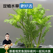 云峰海瑞水草活體懶人草魚缸造景活體水草套餐魚缸水草有莖類中后景真水草 【好養(yǎng)易活】水羅蘭（5只一組）大小葉隨機