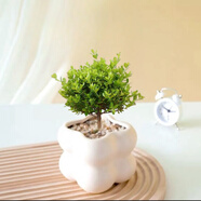 佰花錦辦公桌面綠植盆栽發(fā)財(cái)樹室內(nèi)客廳奶油風(fēng)網(wǎng)紅盆景精致美觀四季好養(yǎng) 小葉赤楠+PVC白泡泡盆 整體高度約15-25cm