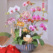 Only you【兩小時達】蝴蝶蘭帶花苞花劍花盆真花蘭花盆栽開業(yè)喬遷佛堂供花 10株混搭（瓷盆隨機）