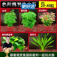 云峰海瑞水草活體懶人草魚缸造景活體水草套餐魚缸水草有莖類中后景真水草 好看好養(yǎng)【色彩爆發(fā)凈水石】20-40cm套餐