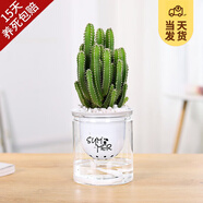 開(kāi)時(shí)果 多肉植物仙人球仙人掌小盆栽桌面植物 肉肉組合辦公室內(nèi)綠植花卉 萬(wàn)重山+懶人自動(dòng)吸水盆