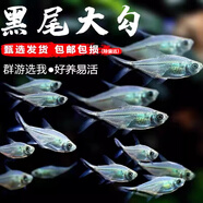 卡奇魚(yú) 斑馬魚(yú) 淡水魚(yú) 觀賞魚(yú) 小型觀賞魚(yú) 熱帶魚(yú) 蝶翼斑馬熒光好養(yǎng)易活 黑尾大勾10條（4-5cm）