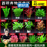 云峰海瑞水草活體懶人草魚缸造景活體水草套餐魚缸水草有莖類中后景真水草 新手加強版【百花齊放凈水石】40-60cm套餐